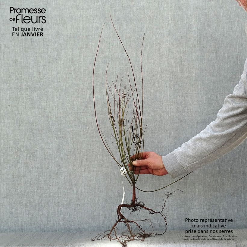 Example of Salix purpurea Nana - Bittere wilg Naakte wortel as you get in hiver