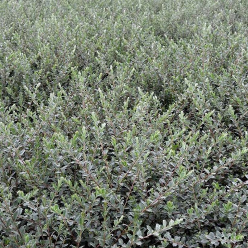 Salix repens Nitida - Kruipwilg (Foliage)