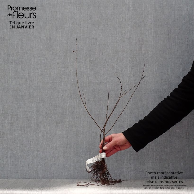 Example of Salix repens Nitida - Saule rampant  Naakte wortel as you get in hiver