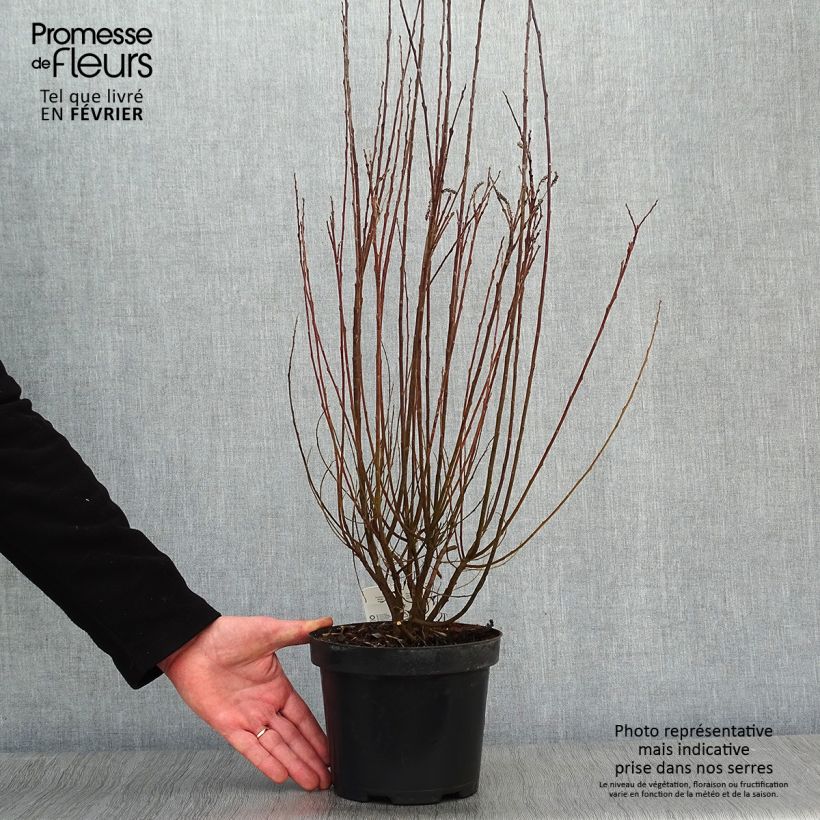 Example of Salix repens - Saule rampant Pot van 2 l/3 l as you get in hiver