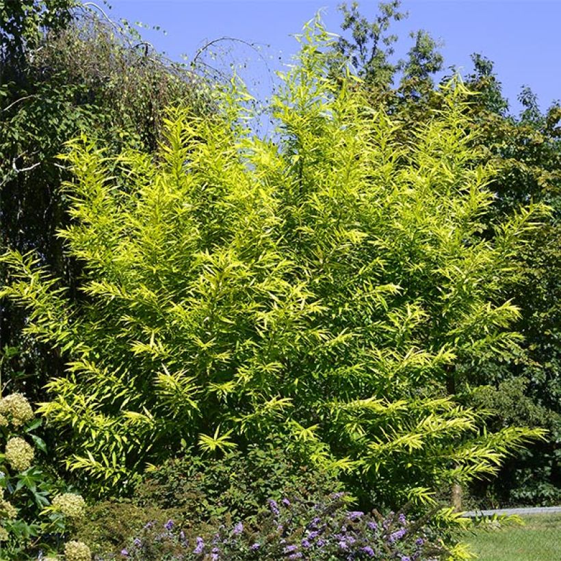 Salix sachalinensis Golden Sunshine - Bandwilg (Plant habit)