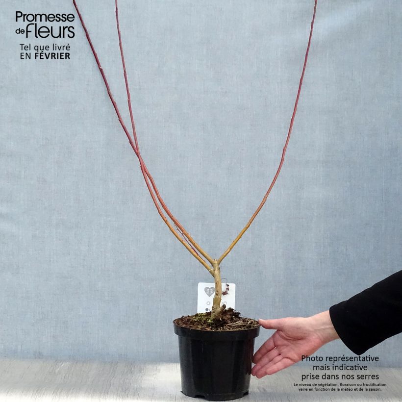 Example of Salix sachalinensis Sekka - Saule de Sakhaline  Pot van 3 l/4 l as you get in hiver