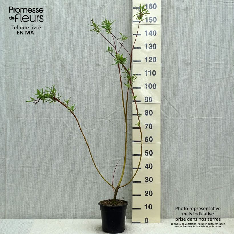 Exemplaar van Salix sachalinensis Sekka - Bandwilg Pot van 3 l/4 l zoals geleverd in de lente
