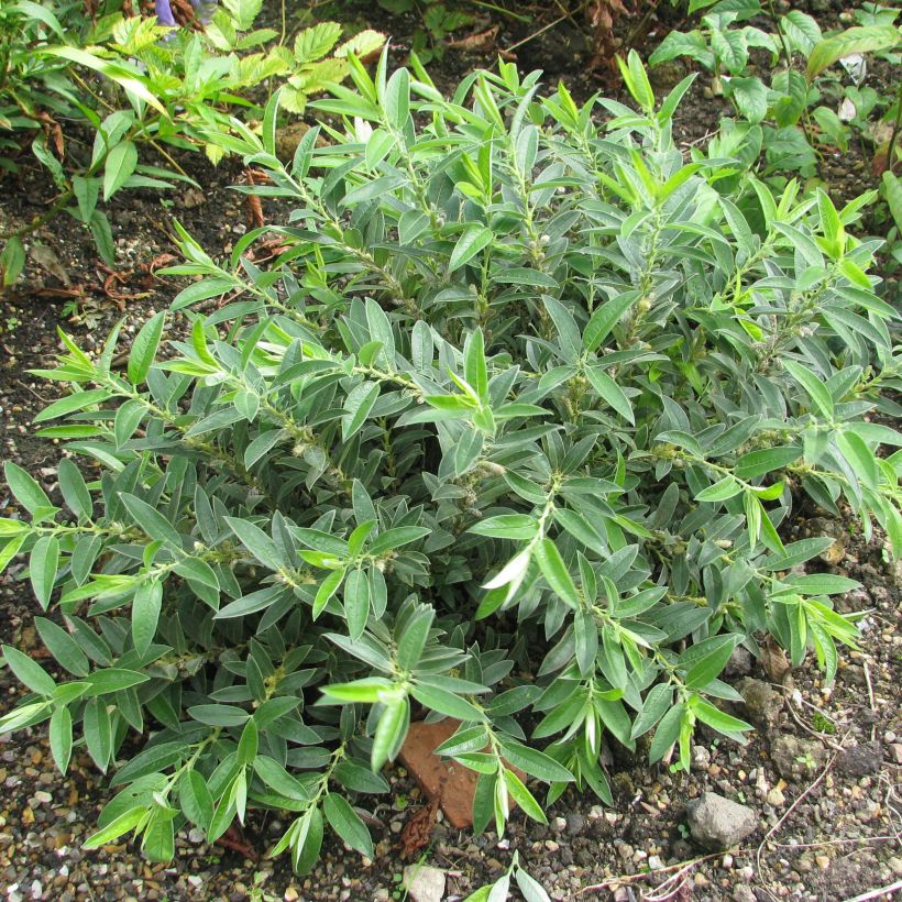 Salix subopposita - Wilg (Plant habit)