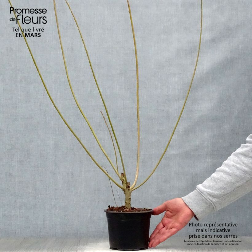 Exemplaar van Salix viminalis - Katwilg Pot van 1,5 l/2 l zoals geleverd in de lente