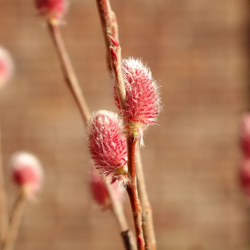 Salix gracilistyla Mount Aso - Katjeswilg (Bloei)