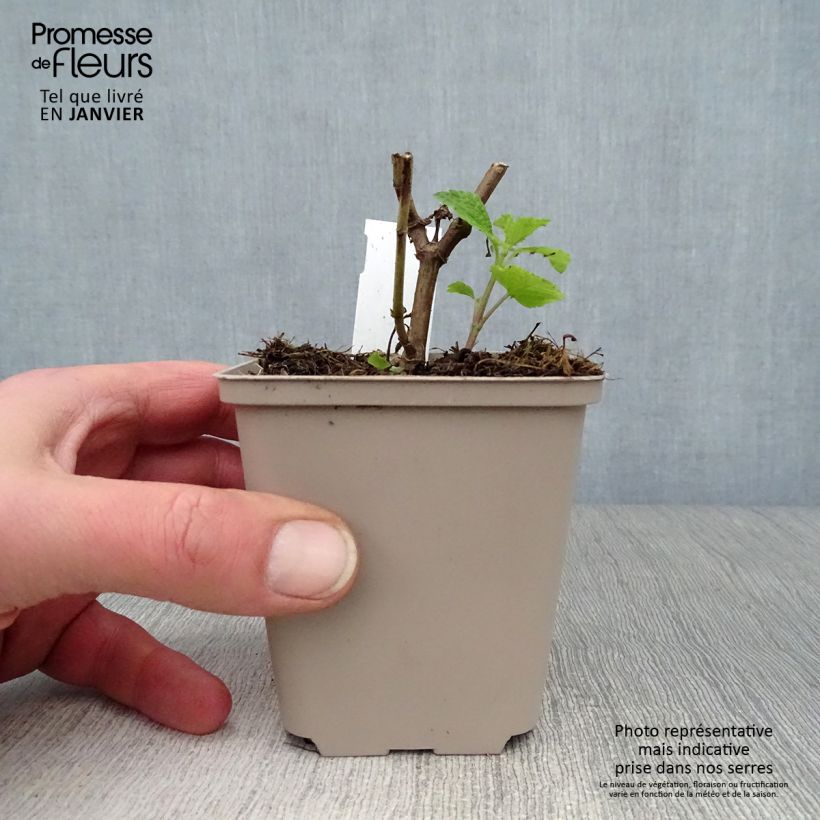 Example of Salvia guaranitica Amante - Reuzensalie Kweekpotje van 8/9 cm as you get in hiver