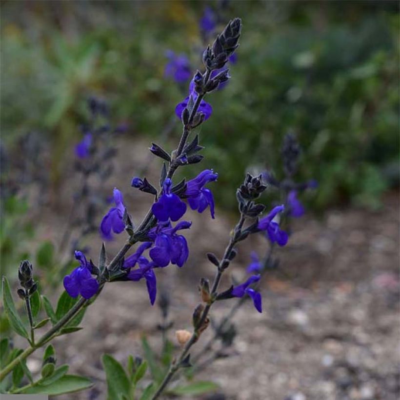 Salvia microphylla Blue Note - Struiksalie (Flowering)