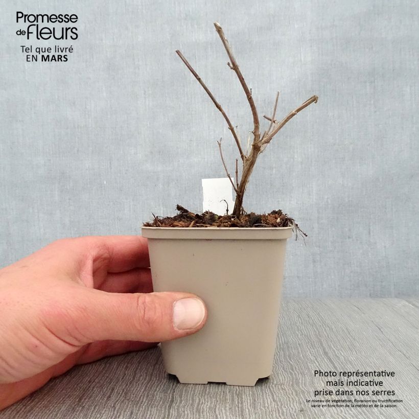 Exemplaar van Salvia Delice Gold and Wine - Herfstsalie Kweekpotje van 8/9 cm zoals geleverd in de lente