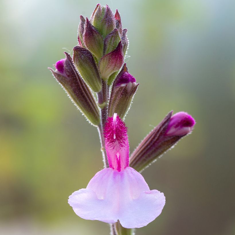 Salvia Dysons Joy - Herfstsalie (Bloei)