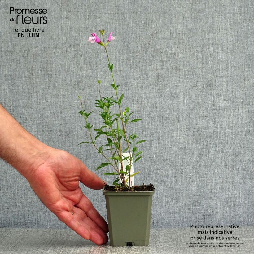 Exemplaar van Salvia Dysons Joy - Herfstsalie Kweekpotje van 8/9 cm zoals geleverd in de zomer