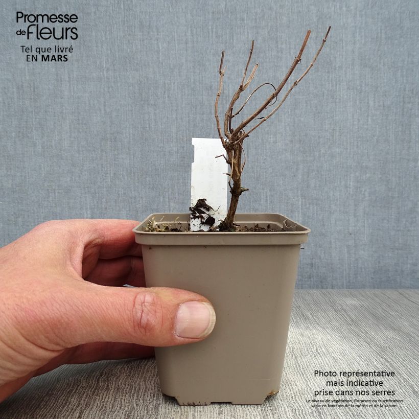 Exemplaar van Salvia Papajan - Herfstsalie Kweekpotje van 8/9 cm zoals geleverd in de lente