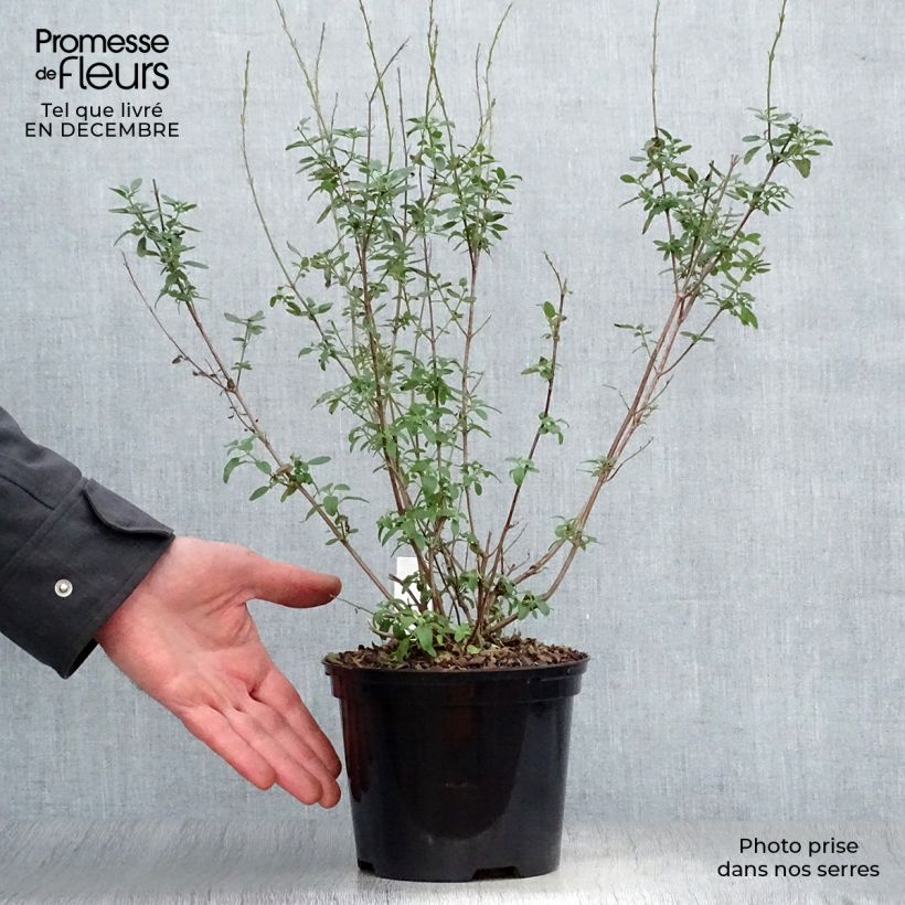 Example of Salvia Papajan - sauge arbustive Pot van 2 l/3 l as you get in hiver