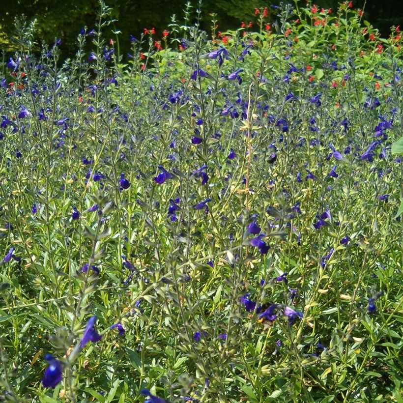 Salvia coahuilensis - Salie (Groeiplaats)