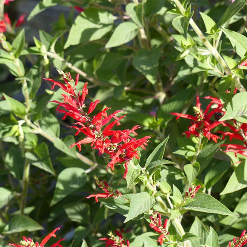 Salvia elegans Pineapple - Ananassalie (Flowering)