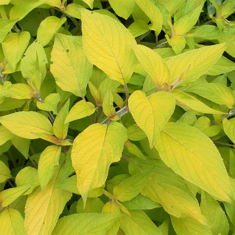 Salvia elegans Golden Delicious - Ananassalie (Foliage)