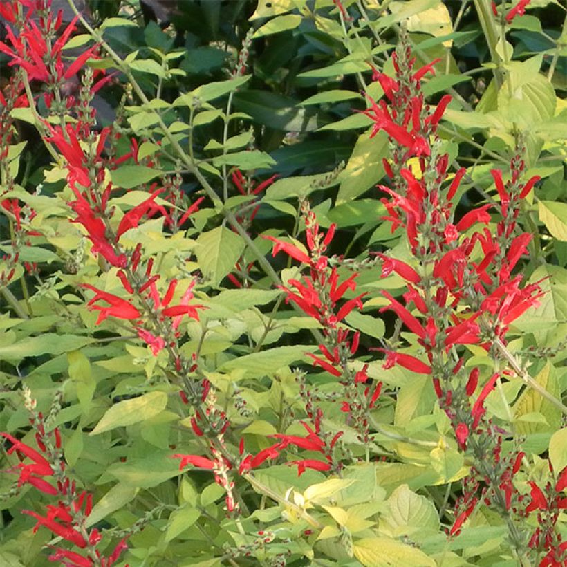 Salvia elegans Golden Delicious - Ananassalie (Flowering)