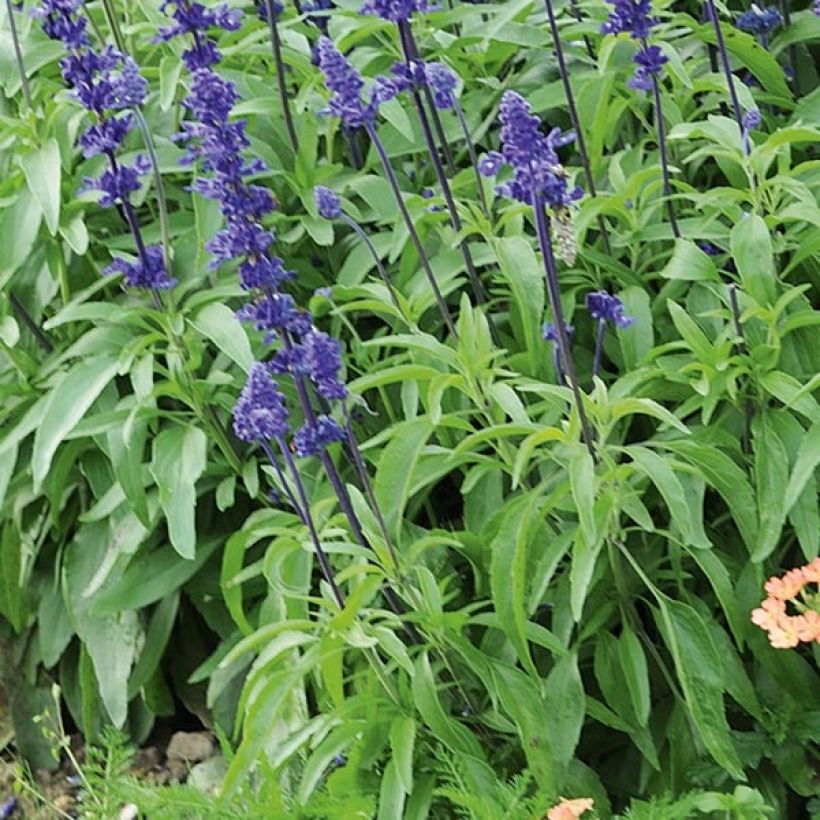Salvia farinacea Saga Bleue - Meelsalie (Blad)