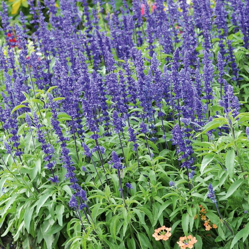 Salvia farinacea Saga Bleue - Meelsalie (Groeiplaats)