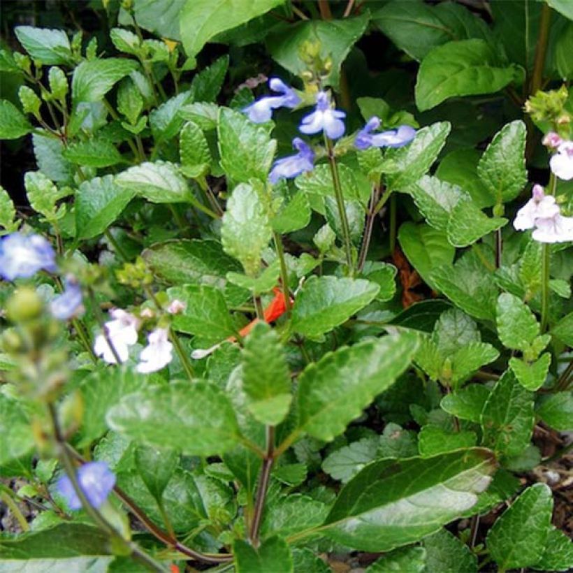 Salvia forreri - Salie (Foliage)