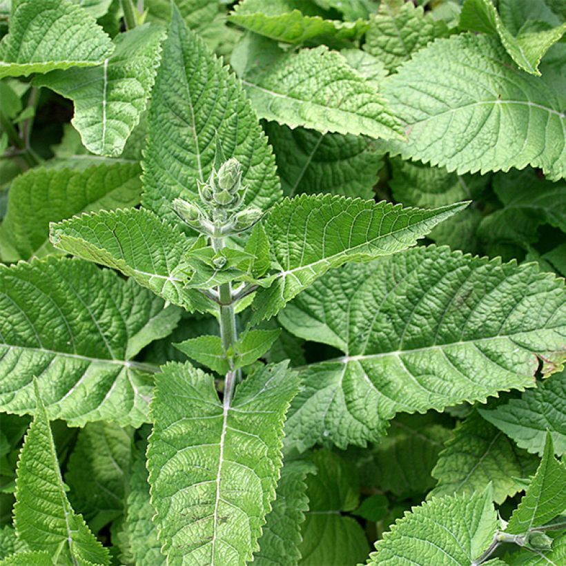 Salvia glutinosa - Kleverige salie (Foliage)