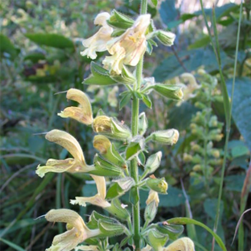 Salvia glutinosa - Kleverige salie (Flowering)