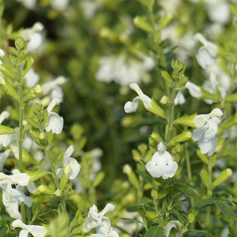 Salvia greggii Alba - Herfstsalie (Flowering)