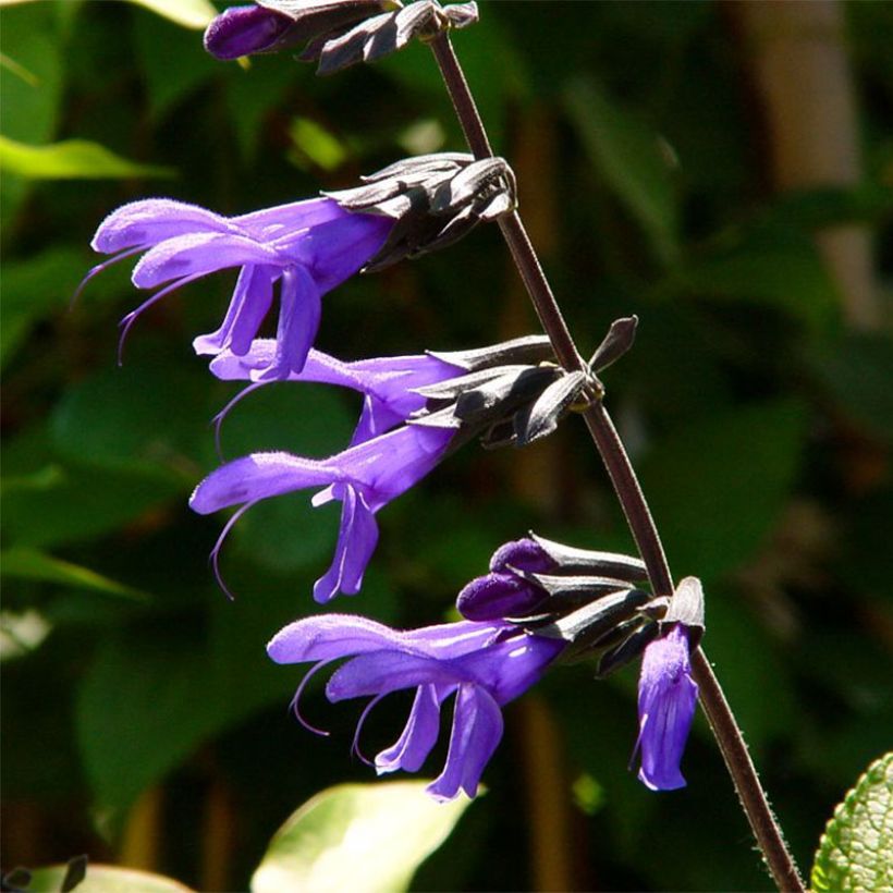 Salvia guaranitica Black and Blue - Reuzensalie (Flowering)