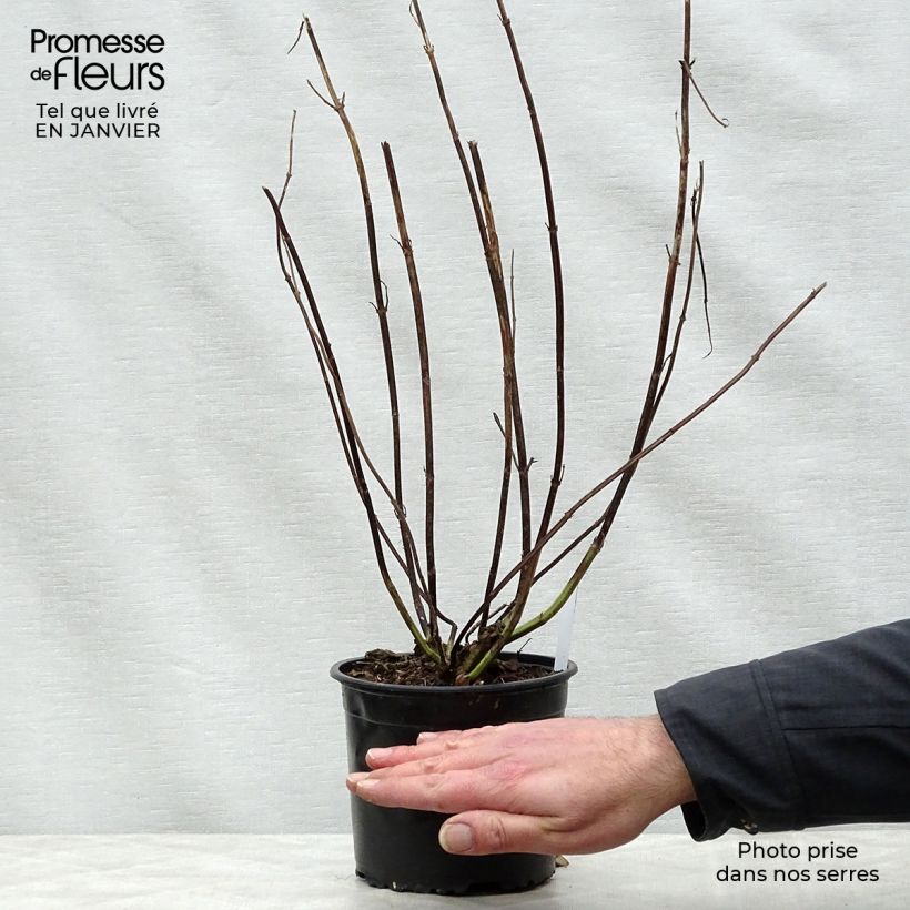 Example of Sauge arbustive - Salvia guaranitica Black and Blue Pot van 2 l/3 l as you get in hiver