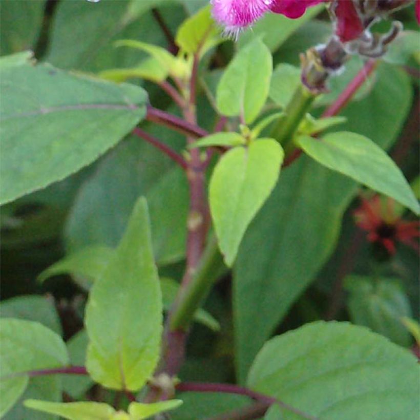 Salvia involucrata Bethelii - Salie (Foliage)