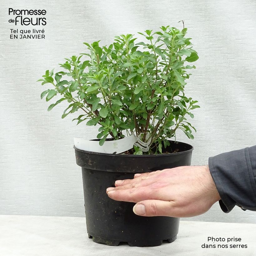 Example of Sauge arbustive Flammenn ® - Salvia jamensis Pot van 2 l/3 l as you get in hiver