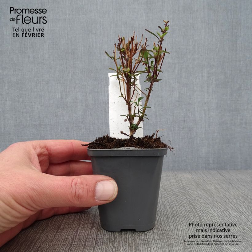 Example of Salvia jamensis Violette de Loire Barsal - Struiksalie Kweekpotje van 7/8 cm as you get in hiver