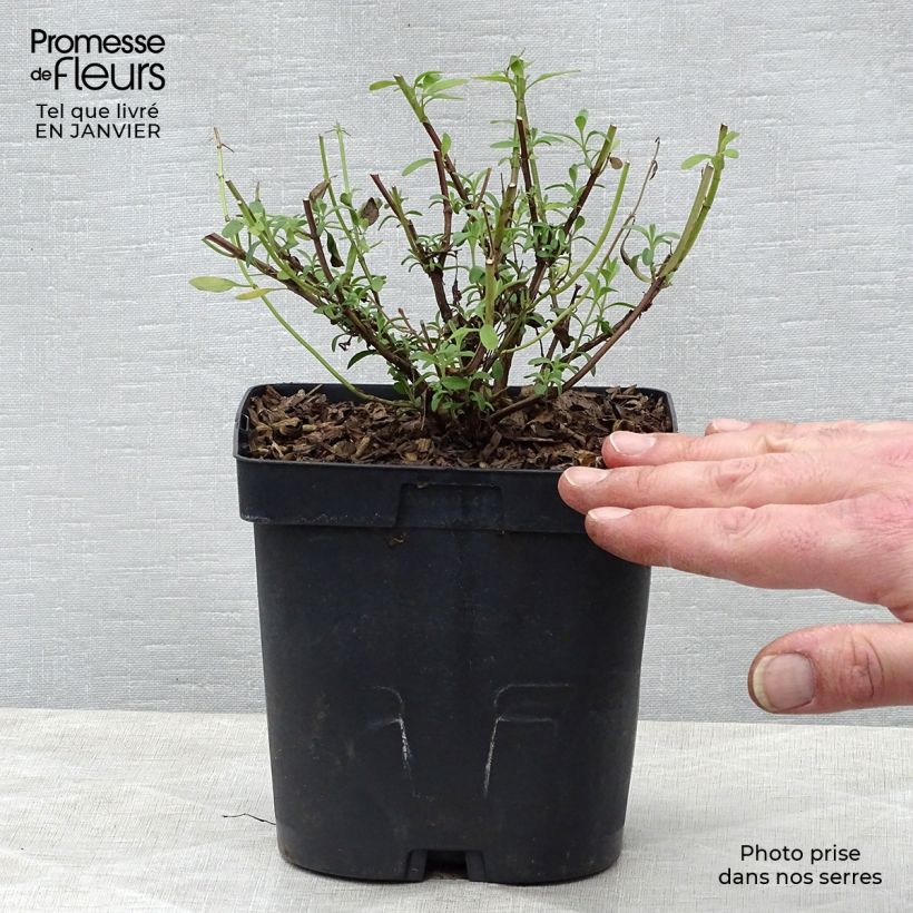 Example of Salvia jamensis Violette de Loire Barsal - Struiksalie Pot van 2 l/3 l as you get in hiver