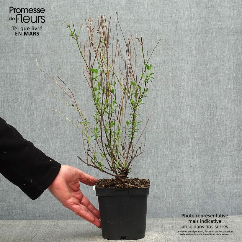 Exemplaar van Salvia jamensis Violette de Loire Barsal - Struiksalie Pot van 2 l/3 l zoals geleverd in de lente