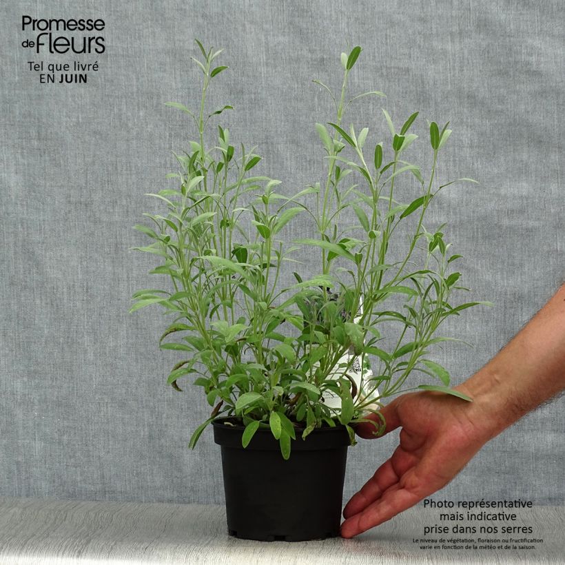 Exemplaar van Salvia lavandulifolia - Spaanse salie Pot van 1,5 l/2 l zoals geleverd in de zomer