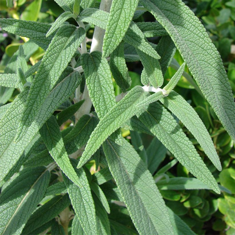 Salvia leucantha - Mexicaanse salie (Foliage)
