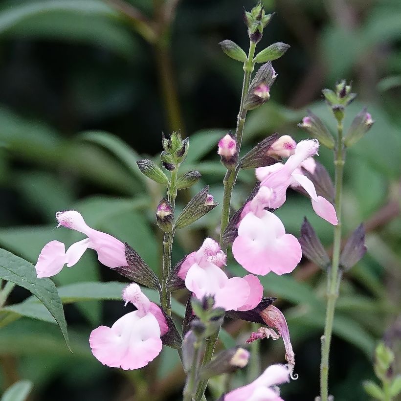 Salvia microphylla Anduus - Struiksalie (Bloei)