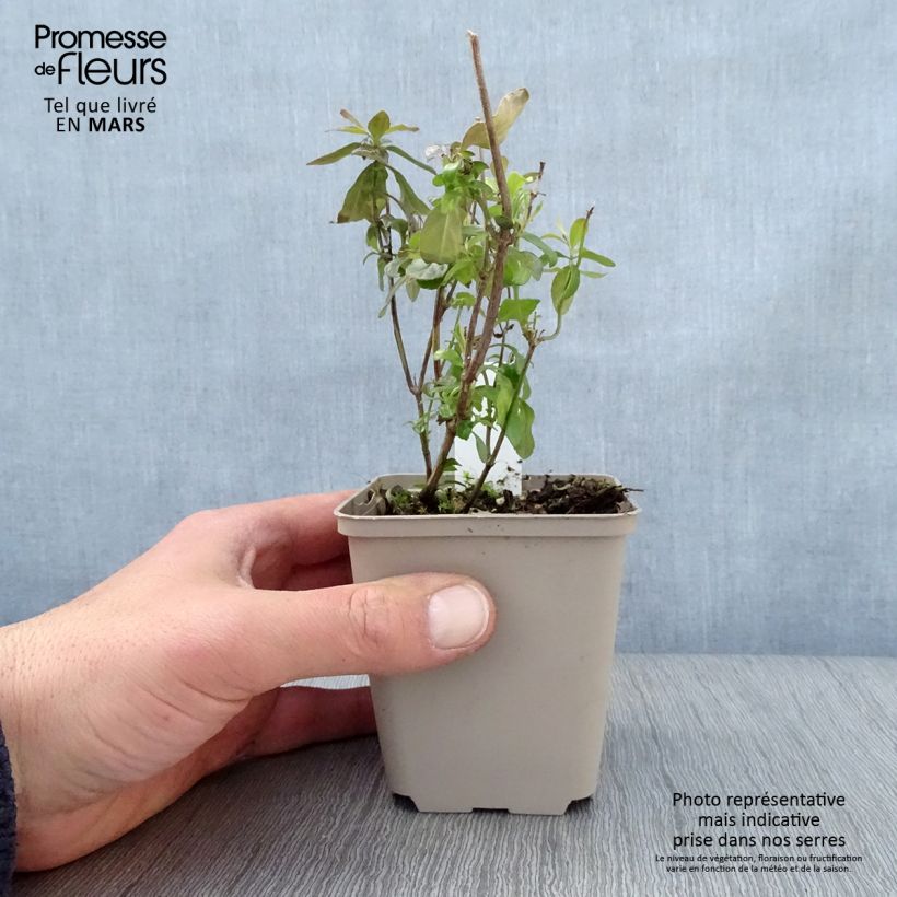 Exemplaar van Salvia microphylla Delice Aquamarine - Struiksalie Kweekpotje van 8/9 cm zoals geleverd in de lente