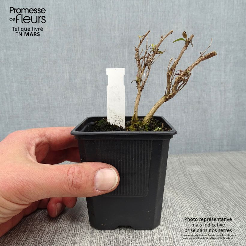 Example of Salvia microphylla Delice Aquamarine - Struiksalie Kweekpotje van 8/9 cm as you get in hiver