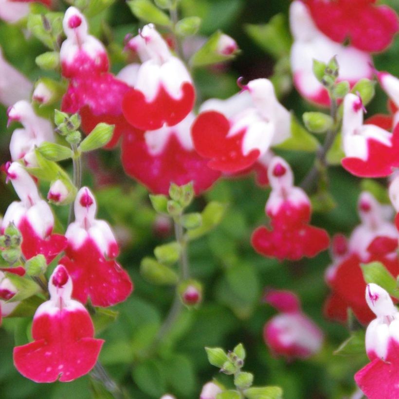 Salvia microphylla Little Kiss - Struiksalie (Flowering)