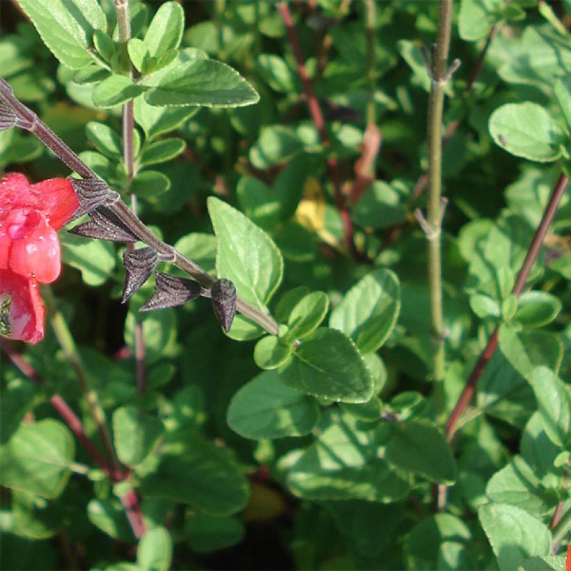 Salvia microphylla Royal Bumble - Struiksalie (Foliage)