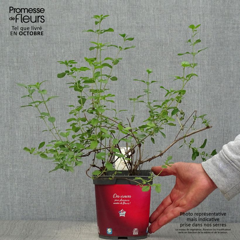 Exemplaar van Salvia microphylla Royal Bumble - Struiksalie Pot van 2 l/3 l zoals geleverd in de herfst