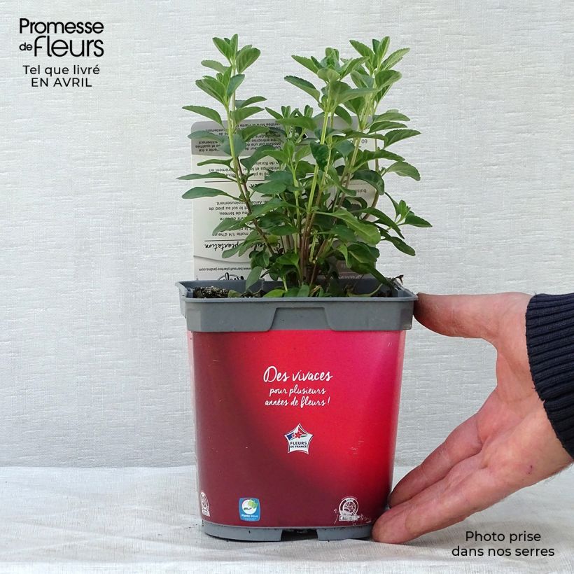 Exemplaar van Salvia microphylla Royal Bumble - Struiksalie Pot van 2 l/3 l zoals geleverd in de lente