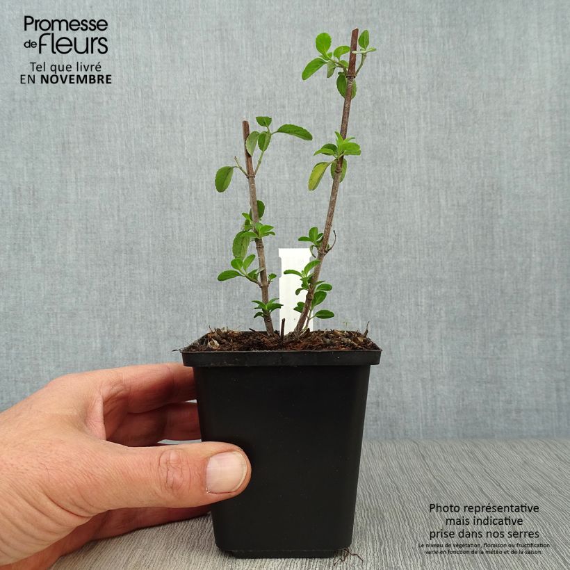 Exemplaar van Salvia microphylla Royal Bumble - Struiksalie Kweekpotje van 8/9 cm zoals geleverd in de herfst