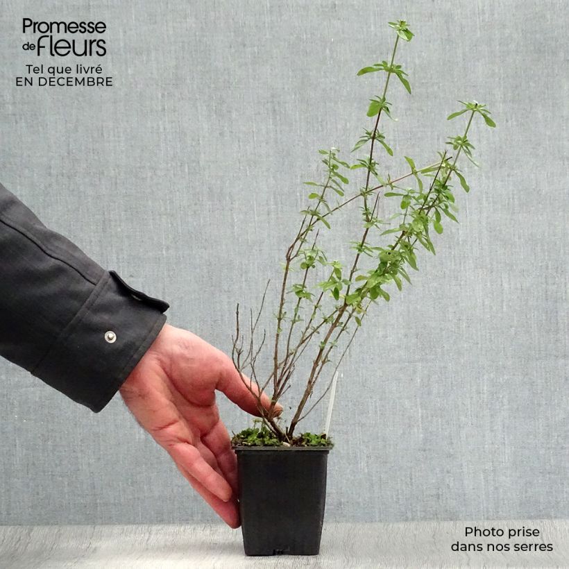 Example of Salvia microphylla Royal Bumble - Struiksalie Kweekpotje van 8/9 cm as you get in hiver