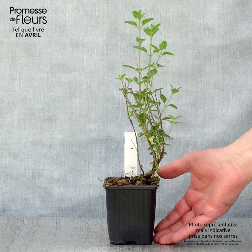 Exemplaar van Salvia microphylla Royal Bumble - Struiksalie Kweekpotje van 8/9 cm zoals geleverd in de lente