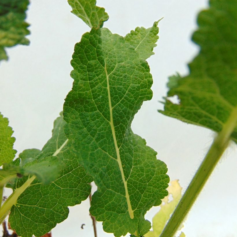 Salvia nemorosa April Night - Bossalie (Blad)