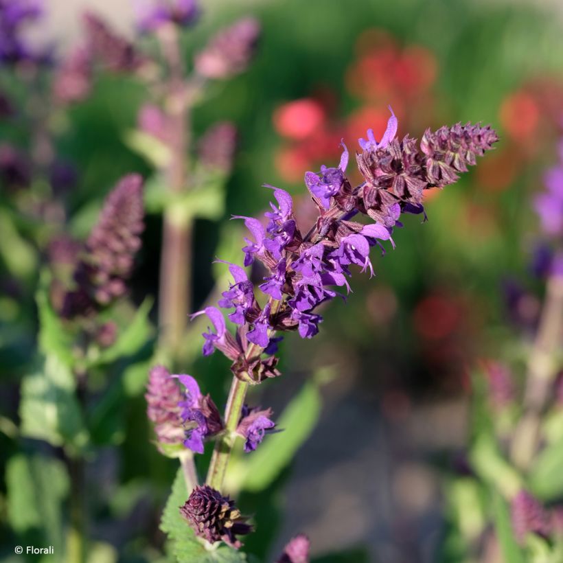 Salvia Bazuin Dark Night  - Bossalie (Bloei)
