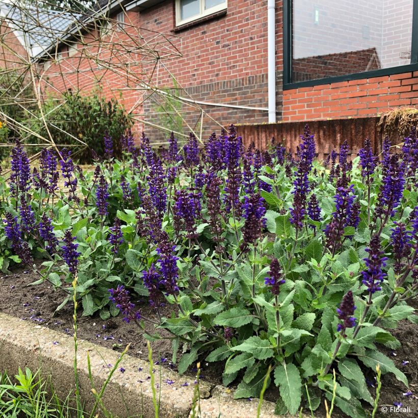 Salvia Bazuin Dark Night  - Bossalie (Groeiplaats)