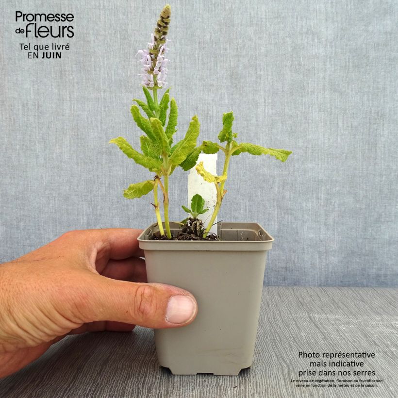 Exemplaar van Salvia nemorosa Bumblesky - Bossalie Kweekpotje van 8/9 cm zoals geleverd in de lente